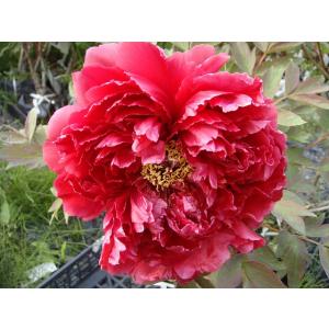 クリスマスローズ開花株 SDプリマヴェーラ 280 現品限り : 金井園芸