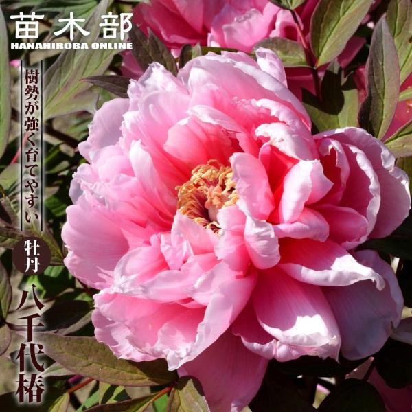 八千代椿 （ピンク色） 牡丹 2年生 6号スリット鉢植え