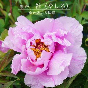 牡丹 苗木 tn06-e30-02.jpg