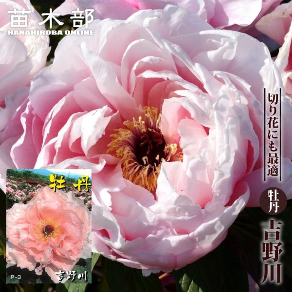 吉野川（ヨシノガワ） （ピンク色） 牡丹 2年生 6号スリット鉢植え