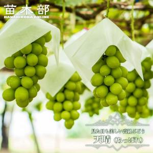 山ぶどう 1年生接木苗 ウィルスフリー 予約販売12月〜翌年1月頃入荷