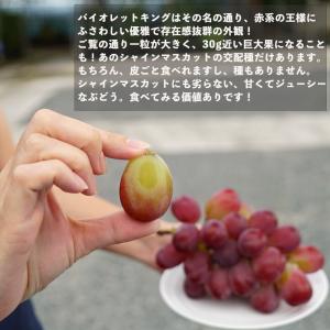 バイオレットキング ぶどう 1年生接木苗 ウィ...の詳細画像1