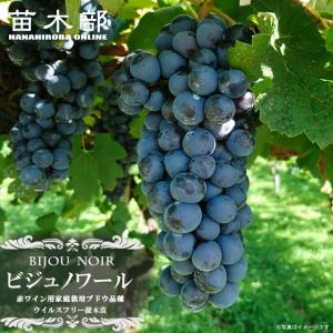 ブドウ 苗木 ビジュノワール (ビジュノアール) ウィルス...