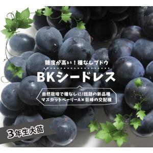 種無しぶどう BKシードレス 3年生接木1.1m大苗 登録品種・品種登録 予約販売10〜11月頃入荷予定