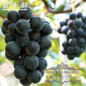 ブラックビート ぶどう 1年生接木苗 ウィルスフリー 予約販売12月〜翌年1月頃入荷予定