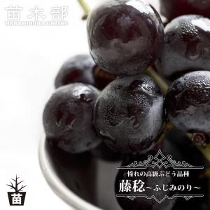 藤稔 ぶどう 1年生挿木苗 予約販売11〜12月...の商品画像