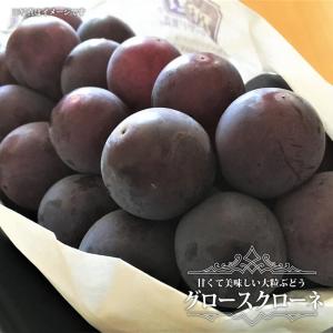 グロースクローネ ぶどう 3年生接木1.1m長尺大苗 ウィルスフリー 登録品種・品種登録 予約販売10〜11月頃入荷予定