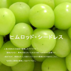 種無しぶどう BKシードレス 1年生挿木苗木 登録品種・品種登録 予約