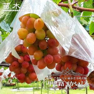 天晴 ぶどう 1年生接木苗 ウィルスフリー 登録品種・品種登録 予約販売