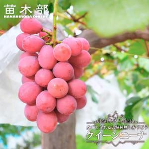 クイーンニーナ ぶどう 3年生接木大苗 1.1m苗 ウィルスフリー 産地で 