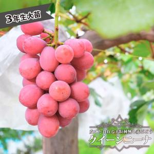 クイーンニーナ ぶどう 1年生挿し木苗 登録品種・品種登録 予約販売11
