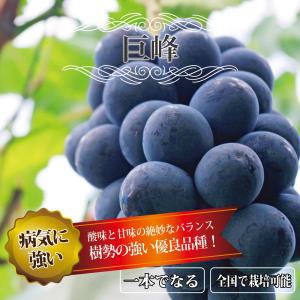 巨峰 ぶどう 1年生接木苗 ウィルスフリー 予...の詳細画像1