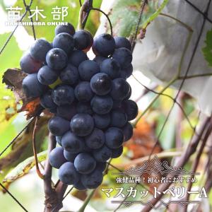 マスカットベリーA ぶどう 1年生接木苗 ウィルスフリー