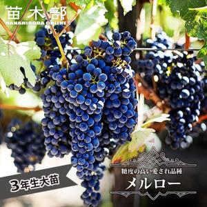 雄宝 ぶどう 3年生接木大苗 3年生接木1.1m大苗 ウィルスフリー 産地で