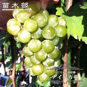 ナイアガラ ぶどう 1年生接木苗 ウィルスフリー...の商品画像