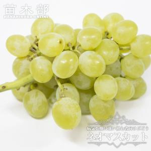 クイーンニーナ ぶどう 1年生挿し木苗 登録品種・品種登録 爆買いweek