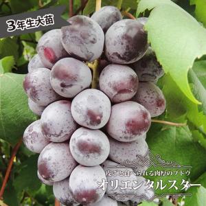ぶどう 苗木 【雄宝（ゆうほう） ［登録品種］】 3年生 ウイルスフリー