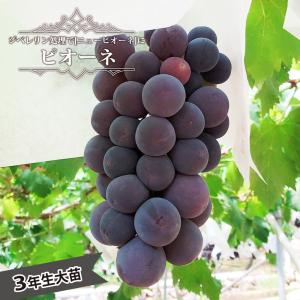 ピオーネ ぶどう 3年生挿木大苗 1m苗 産地で剪定済 1.0m苗