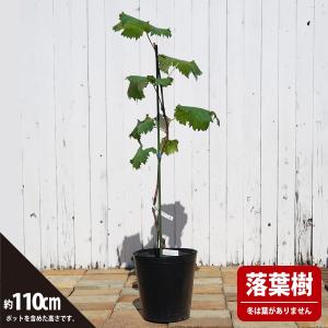 ピオーネ ぶどう 3年生挿木大苗 1m苗 産地...の詳細画像2