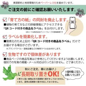 ピオーネ ぶどう 1年生接木苗 ウィルスフリー...の詳細画像4