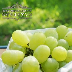 ゆら早生】 5年生接木苗 1本で実がなる 温州みかんの苗 鉢植えok