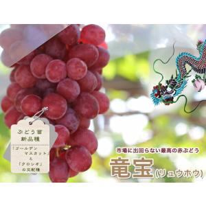 マルーラ 1年生実生苗（雌雄不明） 3号ポット : 苗木部 花ひろば