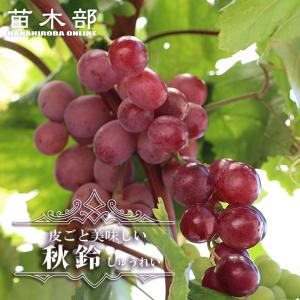 秋鈴 ぶどう 3年生接木1.1m大苗 ウィルスフリー 産地で剪定済 1.1m苗