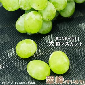 翠峰 ぶどう 1年生接木苗 ウィルスフリー 登録...の商品画像