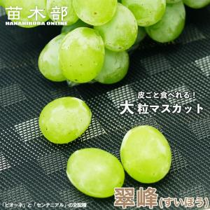 クイーンニーナ ぶどう 1年生挿し木苗 登録品種・品種登録 爆買いweek