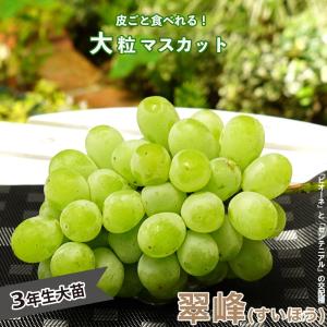 翠峰 ぶどう 3年生接木1.1m大苗 ウィルスフリー 産地で剪定済 1.1m苗 登録品種・品種登録 予約販売10〜11月頃入荷予定