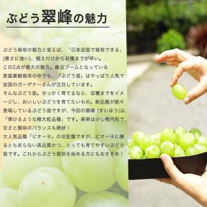 翠峰 ぶどう 3年生接木1.1m大苗 ウィルス...の詳細画像1