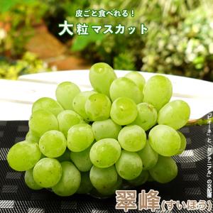 翠峰 ぶどう 1年生接木苗 ウィルスフリー 登...の詳細画像1