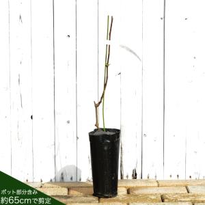 スチューベン ぶどう 1年生挿木苗 予約販売1...の詳細画像2