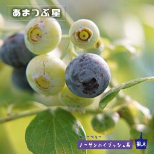 ノースランド 半樹高ハイブッシュ系 2年生挿木苗 ブルーベリー苗木 爆