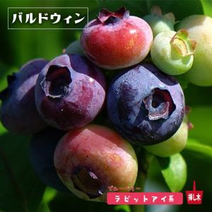 ブルーマル（マル） ラビットアイ系ブルーベリー苗木 2年生挿木苗 品種