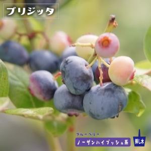 ブルーベリー 苗 【レガシー（ノーザンハイブッシュ系）】 2年生