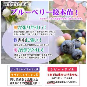 チャンドラー ノーザンハイブッシュ系 3年生根...の詳細画像2