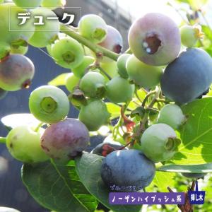 ノースランド 半樹高ハイブッシュ系 2年生挿木苗 ブルーベリー苗木 爆