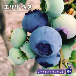 ブルーベリー挿し木苗 2株 エリザベス ノーザンハイブッシュ系 2年生挿木苗 ブルーベリー苗木 爆