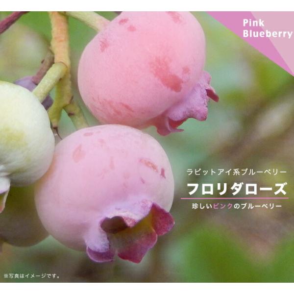 フロリダローズ ラビットアイ系 ブルーベリー苗木 2年生挿木苗 登録品種・種苗登録