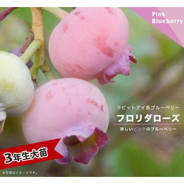 フロリダローズ ラビットアイ系 ブルーベリー 3年生挿木大苗 登録品種・種苗登録