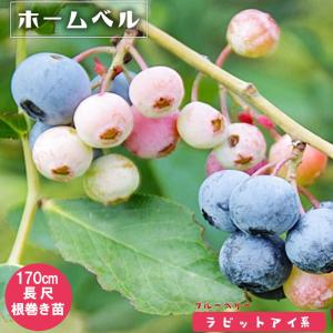 苗木部 花ひろばオンライン ブルーベリー 早くなります大苗シリーズ Yahoo ショッピング