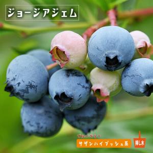 ジョージアジェム サザンハイブッシュ系 2年生挿...の商品画像