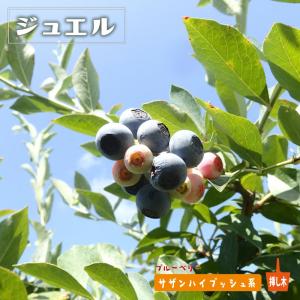 ブルーベリー 『 サザンハイブッシュ系 』 （ 2年生 ） 3.5号ポット苗