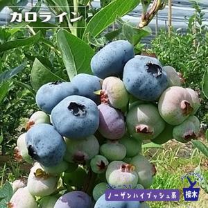 マグノリア サザンハイブッシュ系 2年生挿木苗 ブルーベリー苗木 爆