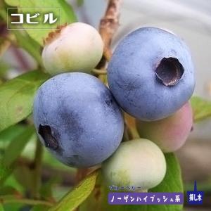 ノースランド 半樹高ハイブッシュ系 2年生挿木苗 ブルーベリー苗木 爆