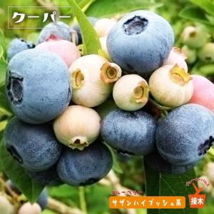 ピンクレモネード ハイブリッド ブルーベリー苗木 2年生接木苗 爆買い