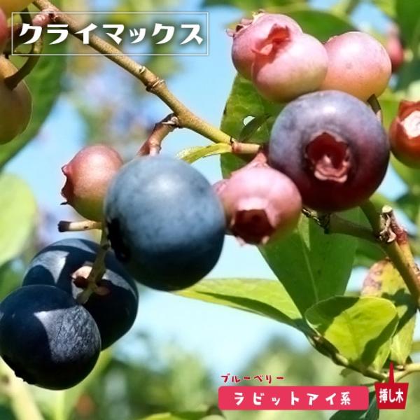 クライマックス ラビットアイ系 2年生挿木苗 ブルーベリー苗木