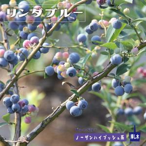ピンクレモネード ハイブリッド ブルーベリー苗木 2年生接木苗 爆買い