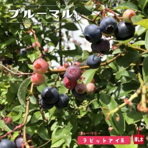 ブルーマル（マル） ラビットアイ系ブルーベリー苗木 2年生挿木苗 品種登録・登録品種